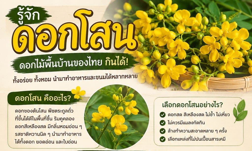 ดอกโสนในไทย คืออะไร? 🌼 รู้จักดอกไม้พื้นบ้านที่กินได้ และเมนูอร่อยจากดอกโสน